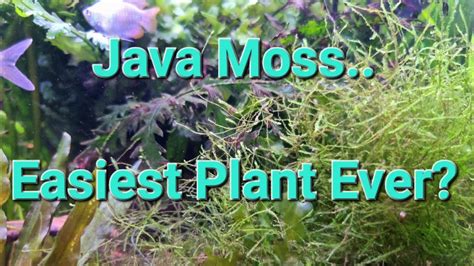 Image result for Pintrest Java MOS