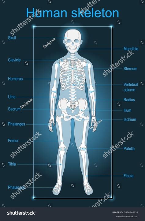 Python Skeleton Labeled に対する画像結果