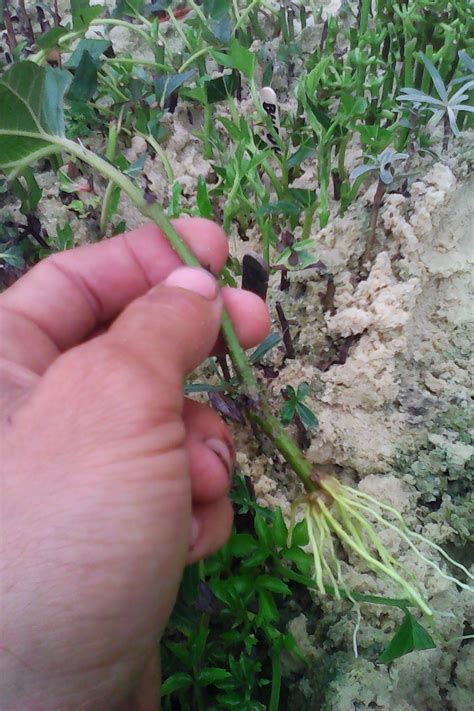 Toradh íomhá ar Mulberry Tree Root System