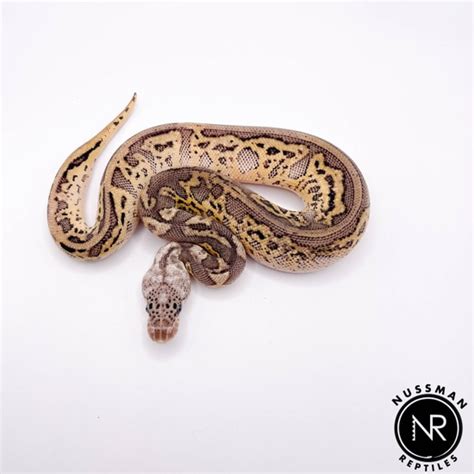 Toradh íomhá ar Bongo Leopard Female Ball Python