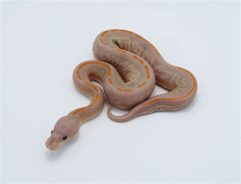 Image result for Ball Python Cinder