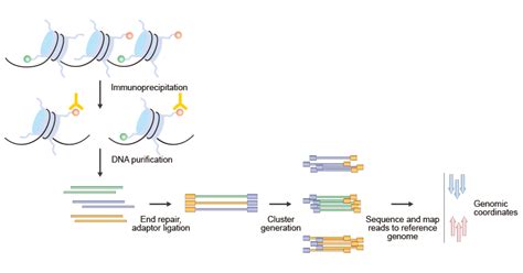 Image result for ChIP-seq Histone Modification