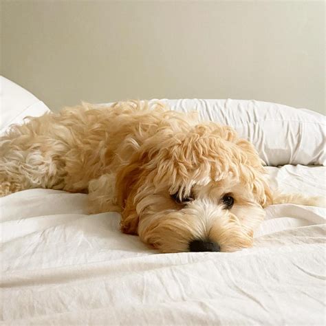 Chocolate Brown Cockapoo Adult に対する画像結果