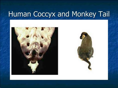 Image result for Human with Monkey Tail