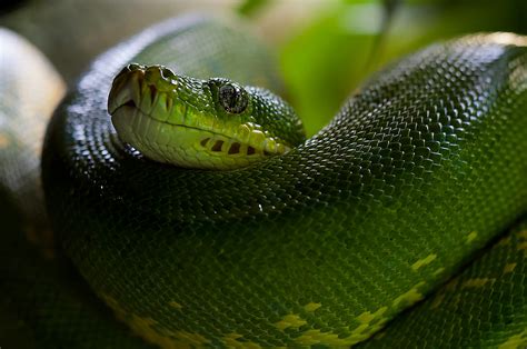 Image result for Random Numbers Inside a Python Snake