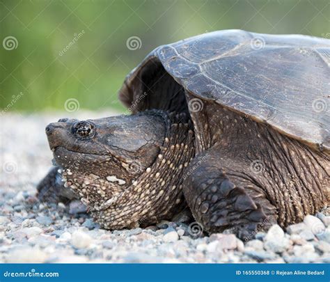 Image result for Snapping Turtle Side Profile