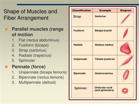 Image result for Parallel Muscle