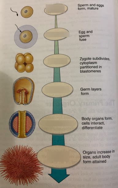 Image result for Animal Development Models