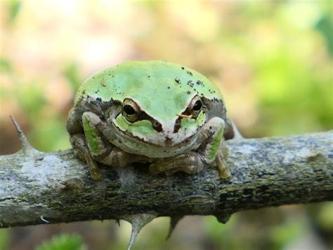 Smug Tree Frog に対する画像結果