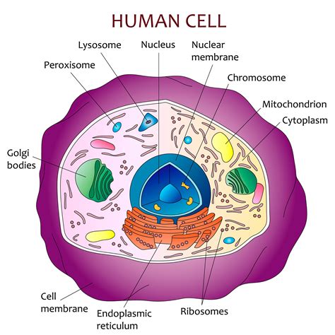 Image result for Basic Cell Structure