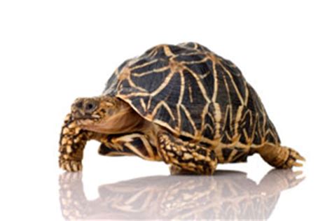 Image result for Tortoise Shell Geometry