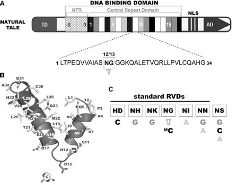 Toradh íomhá ar DNA-binding Domain Structure