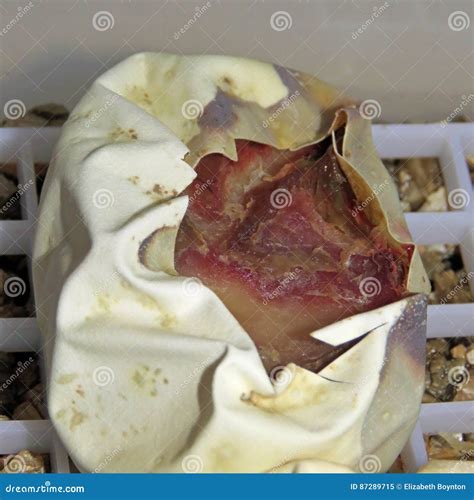 Python Snake Embryo Type に対する画像結果