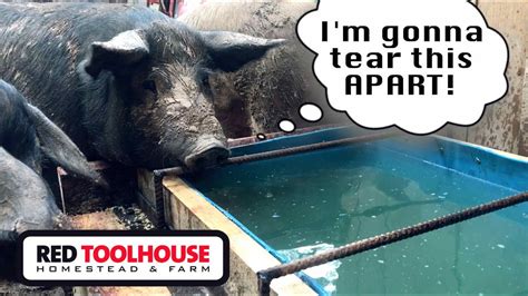 How to Make Pig Trough に対する画像結果