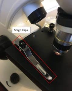 Image result for Compound Microscope Stage