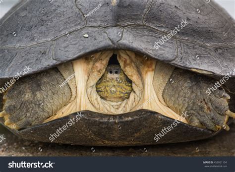 Image result for Turtle Shell Hiding