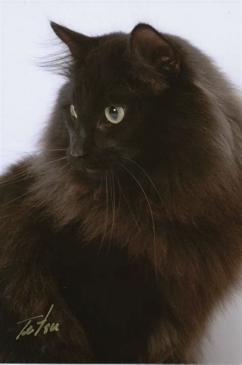 Toradh íomhá ar Ghidra Java Chart