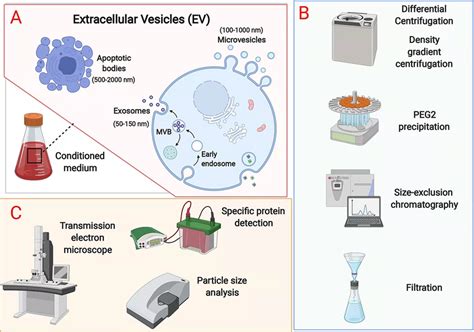 EVS Sudy に対する画像結果