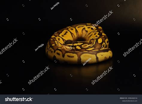 Image result for King Python