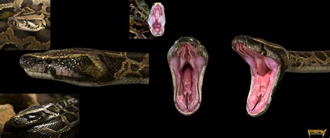 Image result for Bull Python Teeth