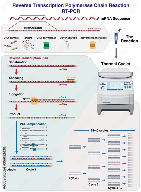 Toradh íomhá ar What Is Reverse Transcriptase PCR