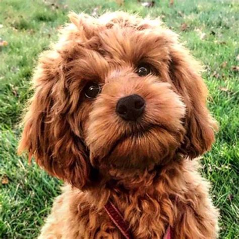Image result for Cockapoo Breeders