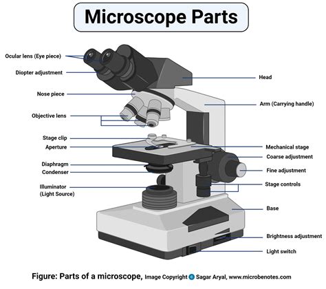 Parts Of A Microscope With Functions And Labeled Diagram