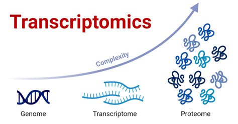 Image result for DNA/RNA Transcriptome Image