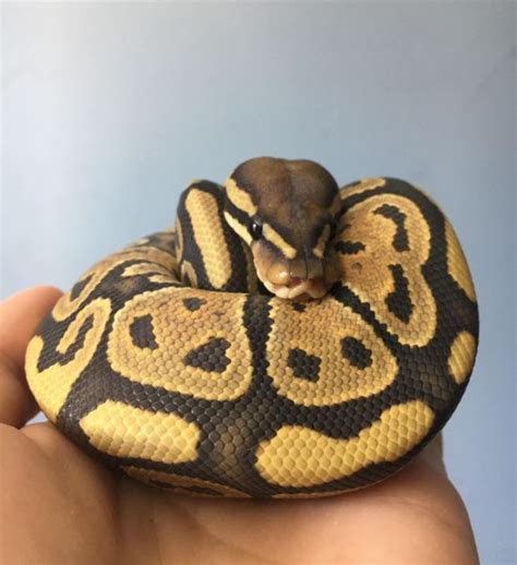 Image result for Ball Python Weis Cute
