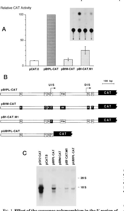 Complement Factor B Gene に対する画像結果