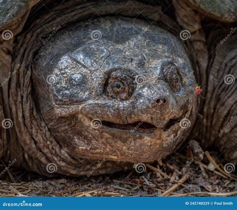 Image result for Snapping Turtle Blood Color