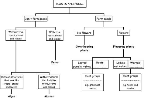 Toradh íomhá ar What Is a Classification Flow Chart