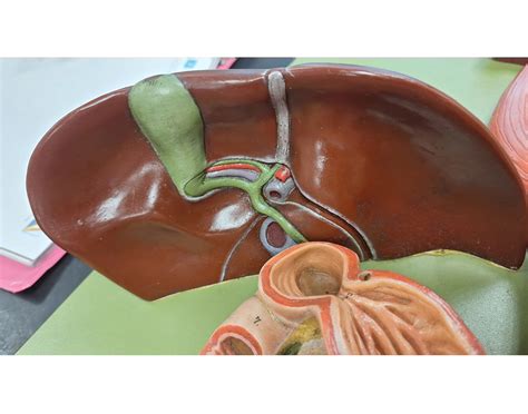 Afbeeldingsresultaten voor Biliary Apparatus Model