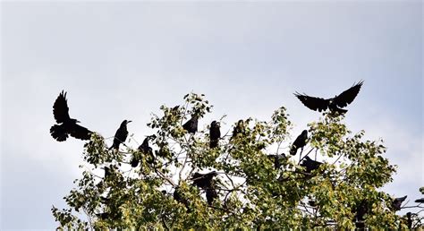 Image result for Oak Tree and Crow
