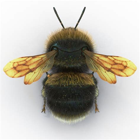 Image result for Bumble Bee Suppra