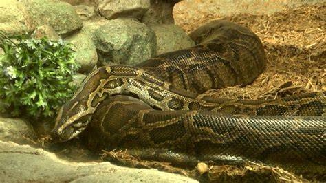 Python Feeeing Zoo に対する画像結果