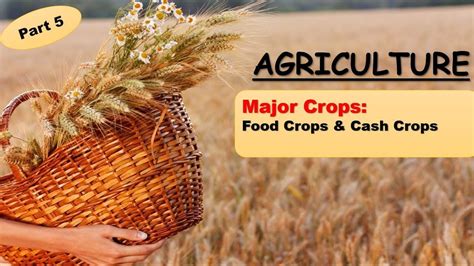 Image result for Examples of Cash Crops