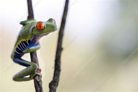 Image result for Red-Eyed Tree Frog Features