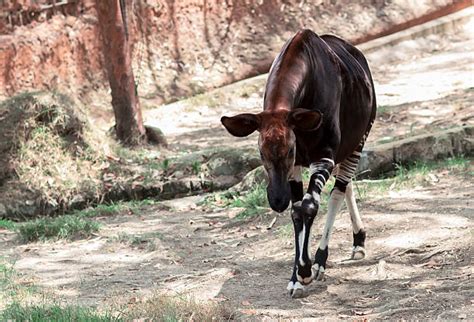 Image result for Split Hoof Animals