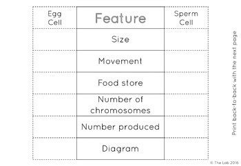 Image result for Human Reproduction Interactive