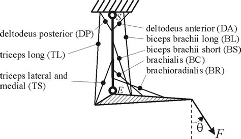 Image result for Simple Arm Model