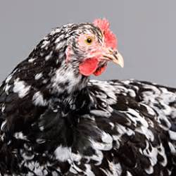 Mollten Java Chicken に対する画像結果