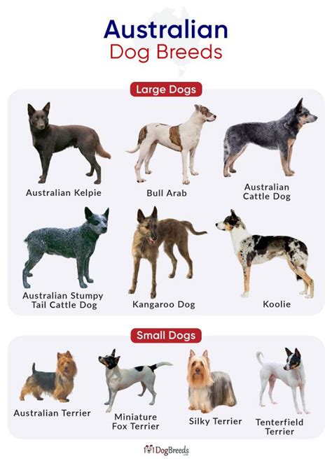 Toradh íomhá ar Native Aussie Dogs