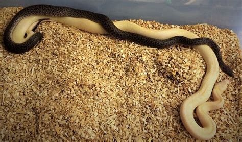 Full-Grown Spotted Python に対する画像結果