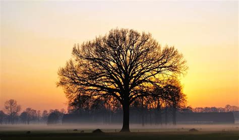 Toradh íomhá ar Script Plaatje