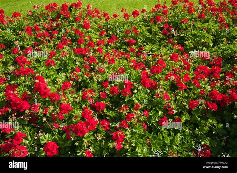 Image result for Geranium Bed