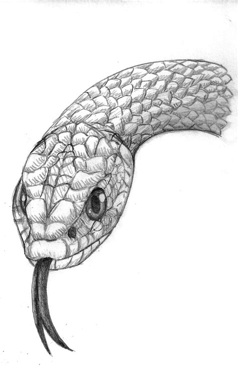 Snake Drawing Black and White に対する画像結果