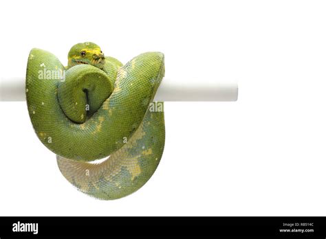 Image result for Green Tree Python White Background