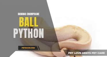 Image result for Ball Python Taxonomy