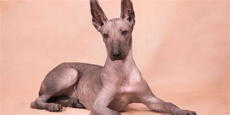 Toradh íomhá ar Shed